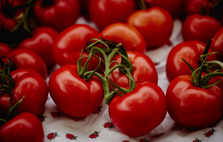 Выращивание кистевого томата провайн F1 в высокотехнологичной теплице 5-го поколения на юго-западе Франции