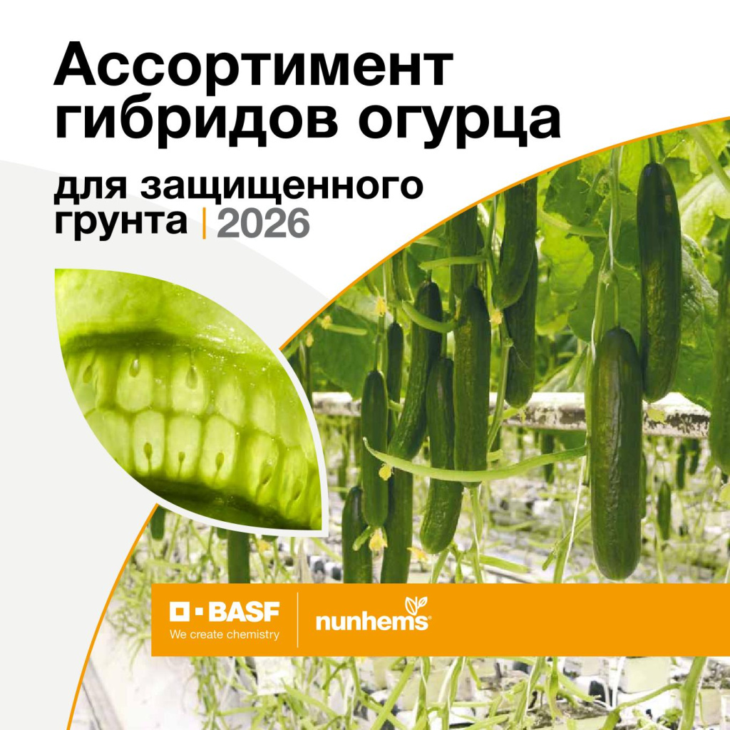 Огурец Хай-Тек. Nunhems CUH assortment catalog 2026 (1) (1)-01-1.jpg